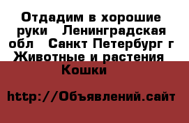 Отдадим в хорошие руки - Ленинградская обл., Санкт-Петербург г. Животные и растения » Кошки   
